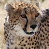 cheetah-2116775_960_720