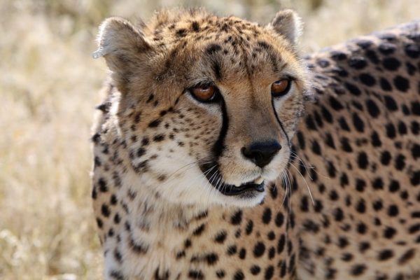 cheetah-2116775_960_720