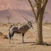 Namib Desert (Sossusvlei)