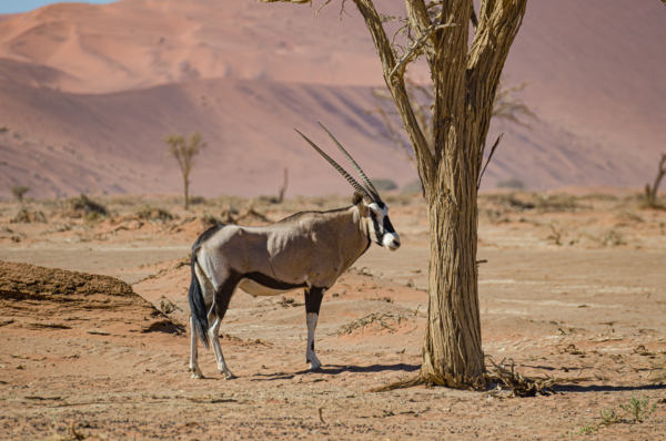 Namib Desert (Sossusvlei)