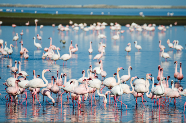 Walvis Bay