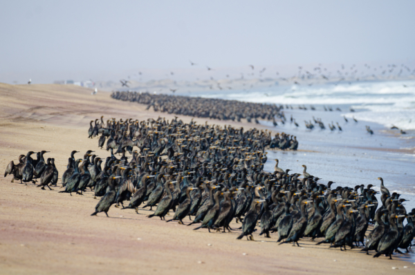 Sandwich Harbour