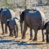 Etosha: elefanti alla pozza