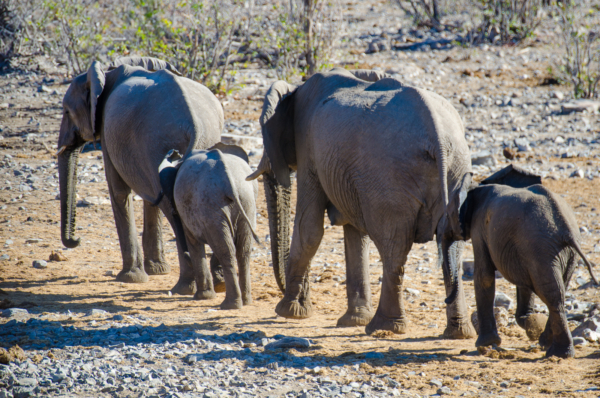 Etosha: elefanti alla pozza