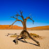 Namib Desert (Sossusvlei)